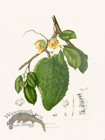 Horticulture of Java 38